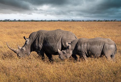 8-DAY BEST OF KENYA ULTIMATE HONEYMOON WILDLIFE SAFARI